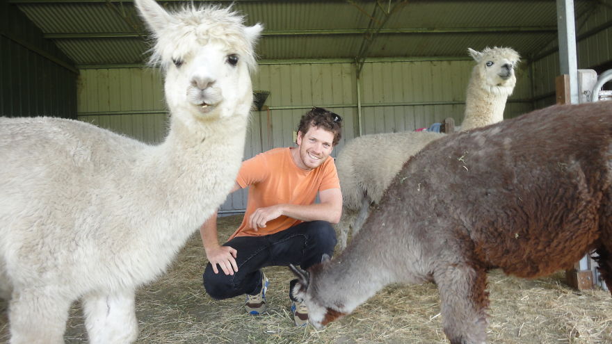 Alpaca Farm