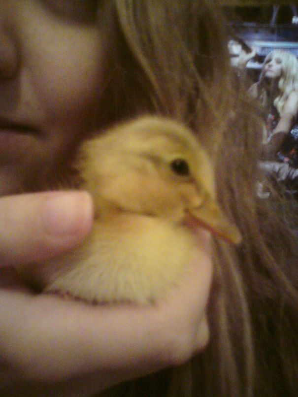 Little Duckling