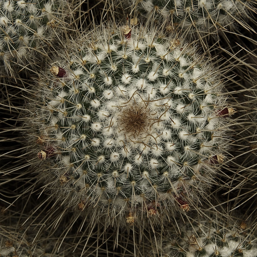 Spiney Cactus