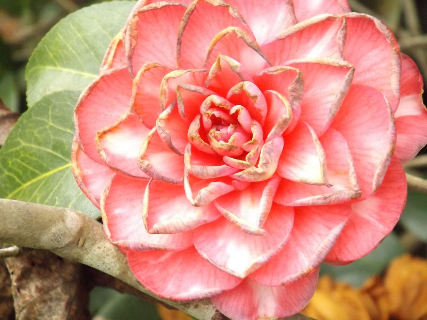 Camelia2