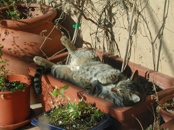 My Cat Flower Loves The Sun!