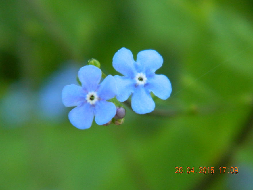 Water Forget-me-not