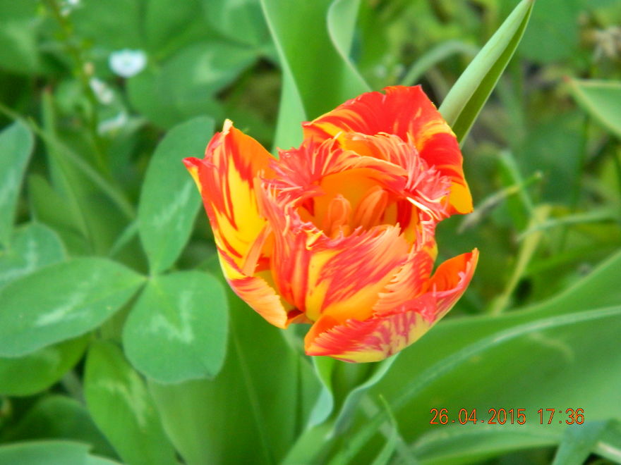 Tulip