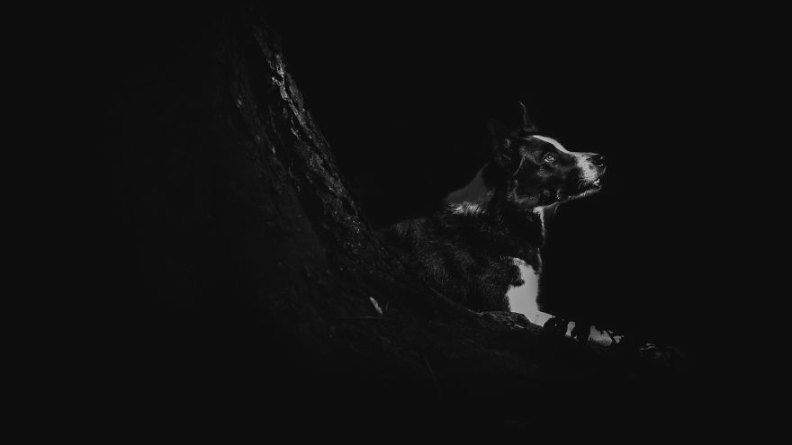 I Combined Love For Animals And Photography In These Pet Portraits