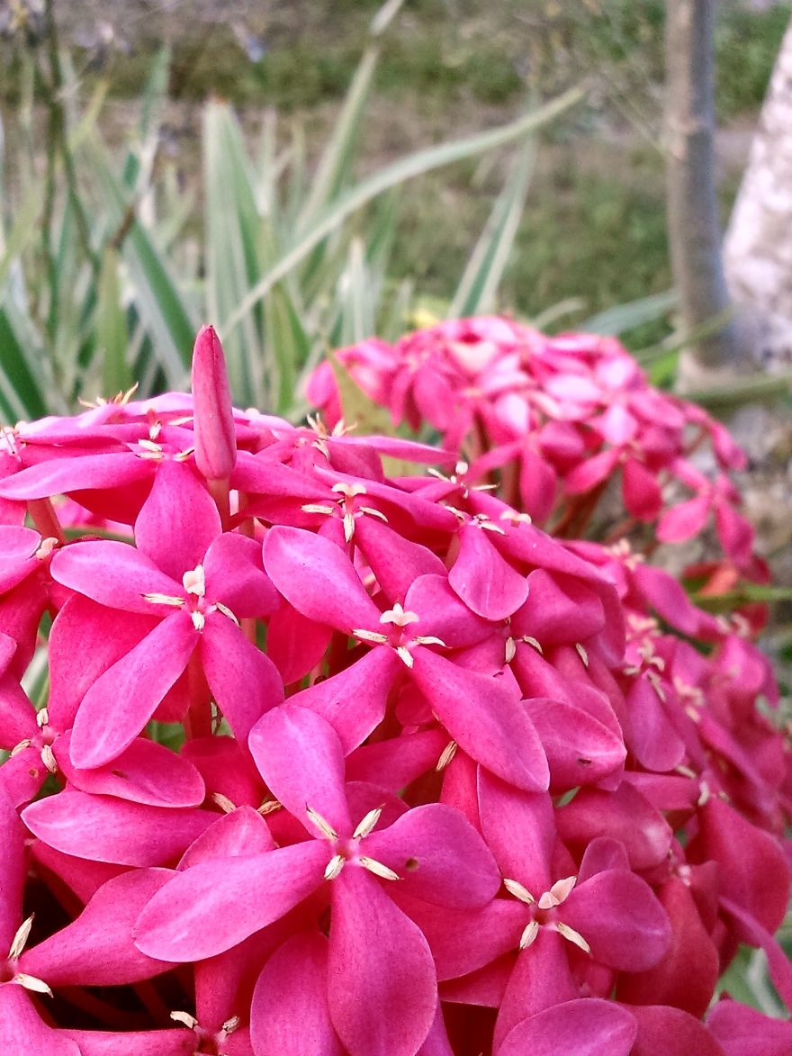 Santan Flower