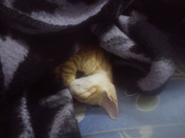 He Loves Blankets And Is So Small That He Keeps Getting Lost In Them.