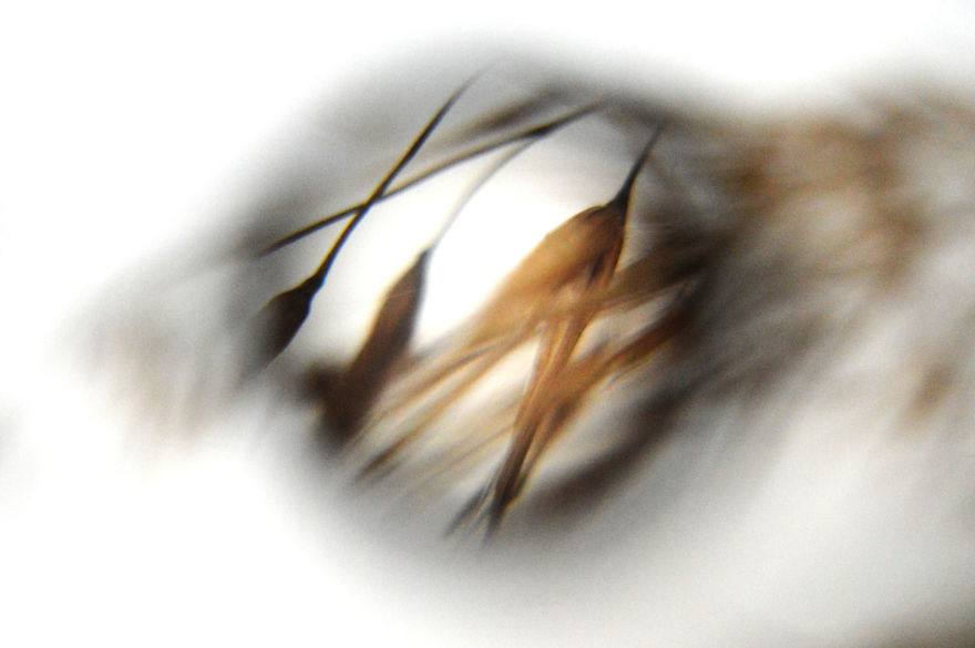 I Take Macro Photos With A Twist