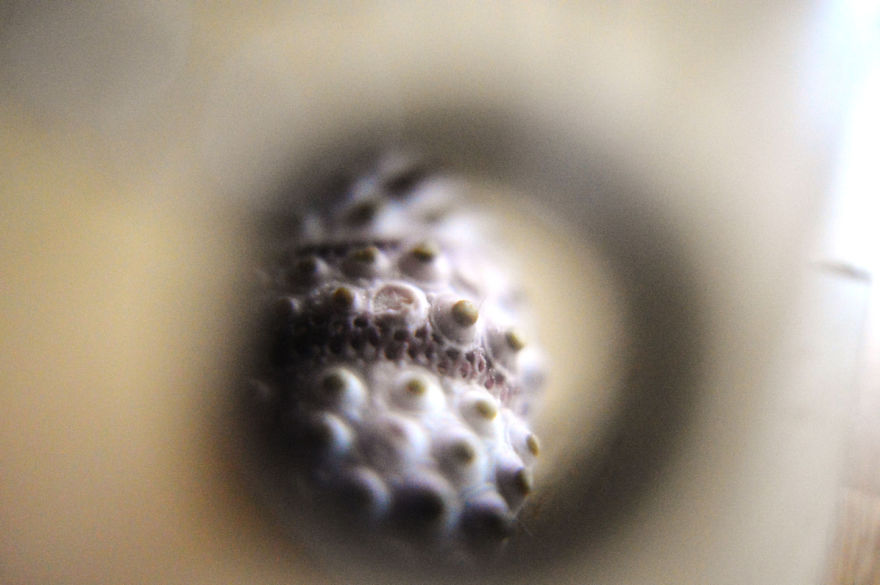 I Take Macro Photos With A Twist