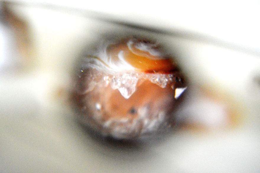 I Take Macro Photos With A Twist