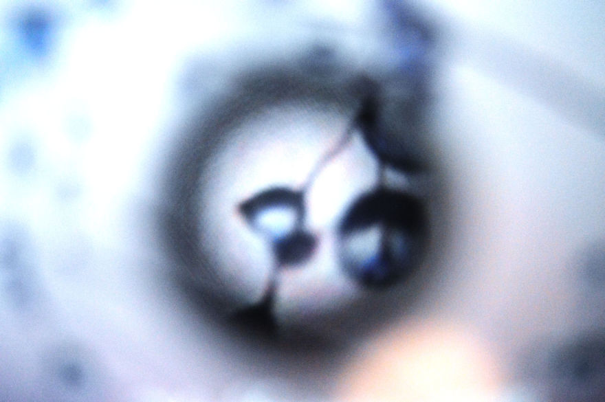 I Take Macro Photos With A Twist