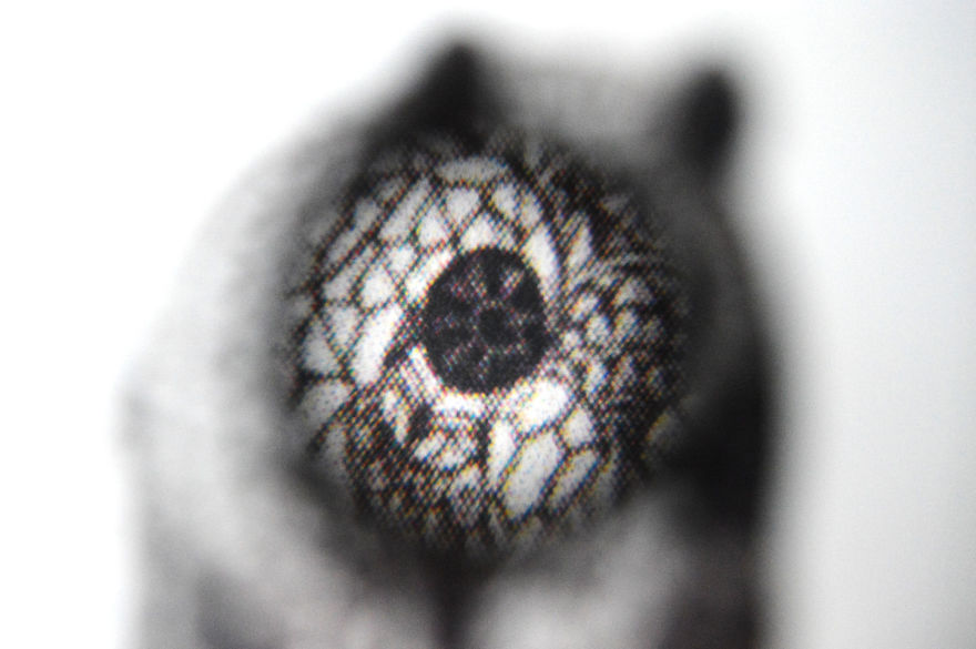 I Take Macro Photos With A Twist