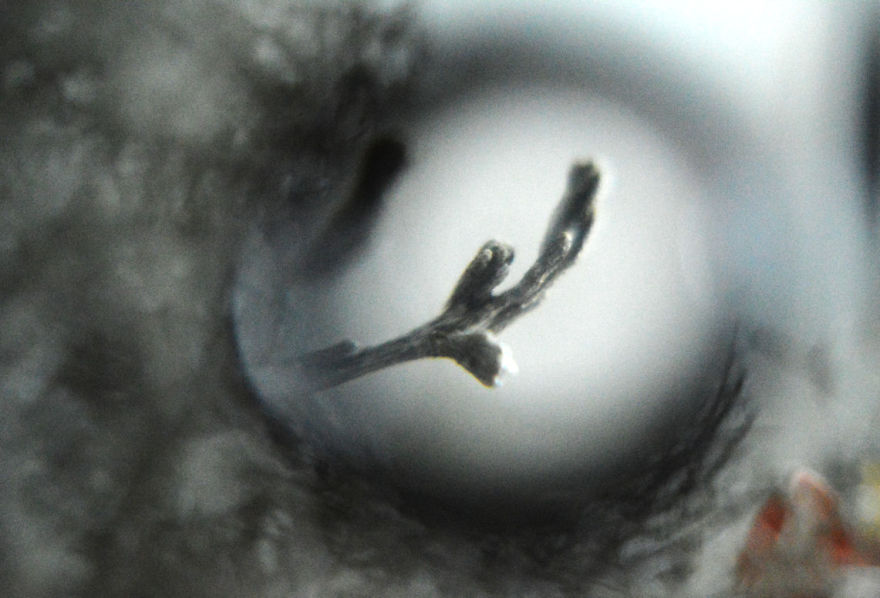 I Take Macro Photos With A Twist