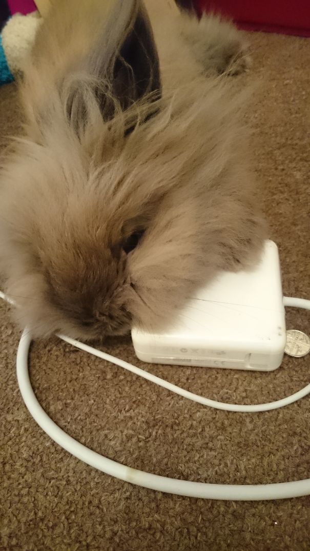 Keeping His Chin Warm