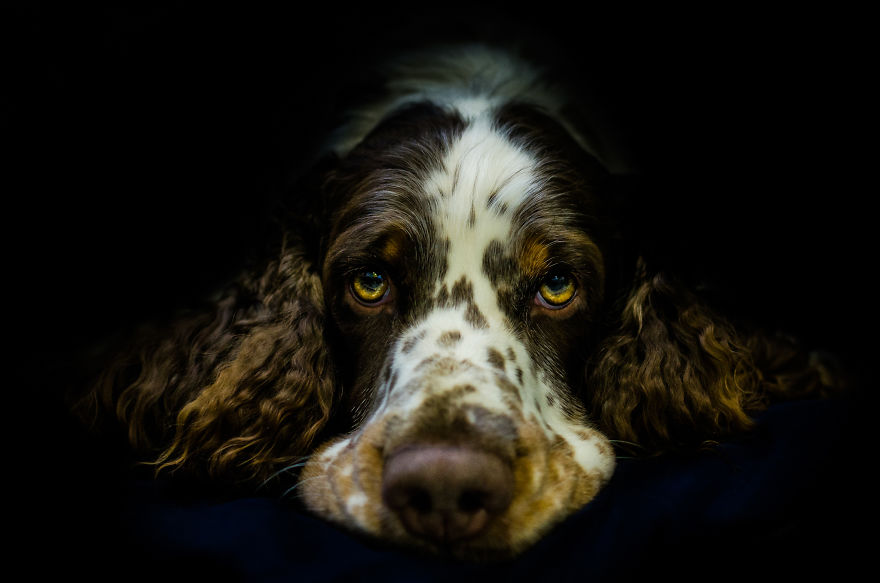 I Combined Love For Animals And Photography In These Pet Portraits