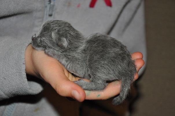 Baby Blue Russian Pussycat