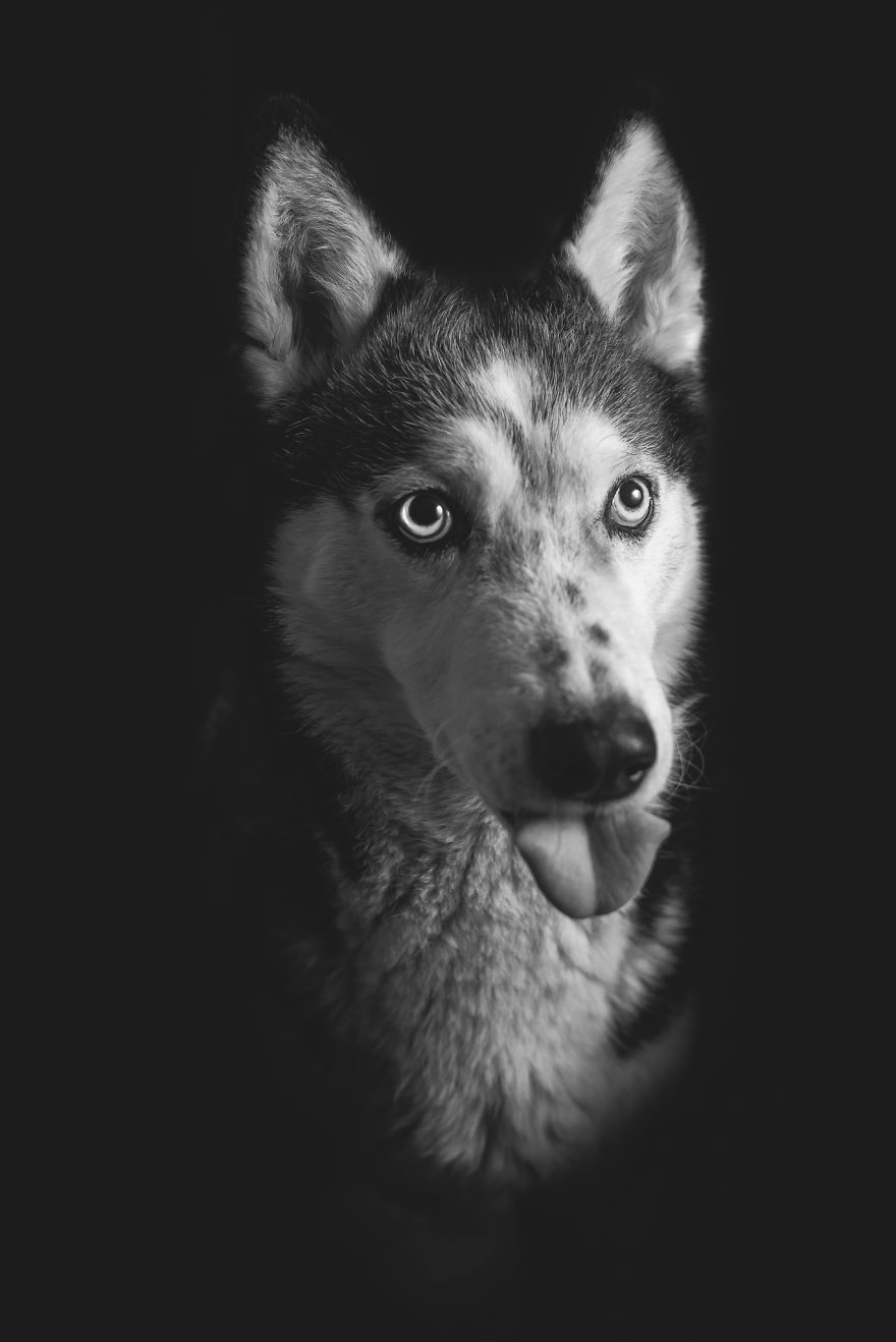 I Combined Love For Animals And Photography In These Pet Portraits