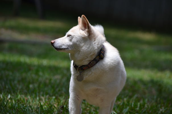 Shiba In The Sun!