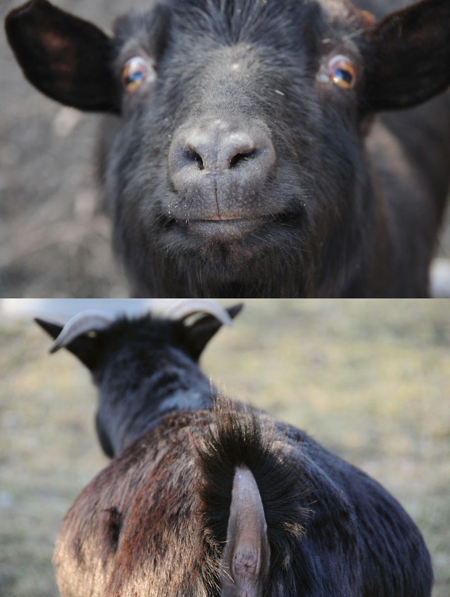 Goat, 2011 (author Ria Kmetova)