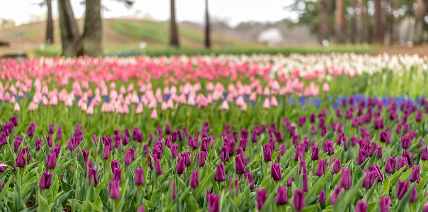 My Quick Week Through Japan