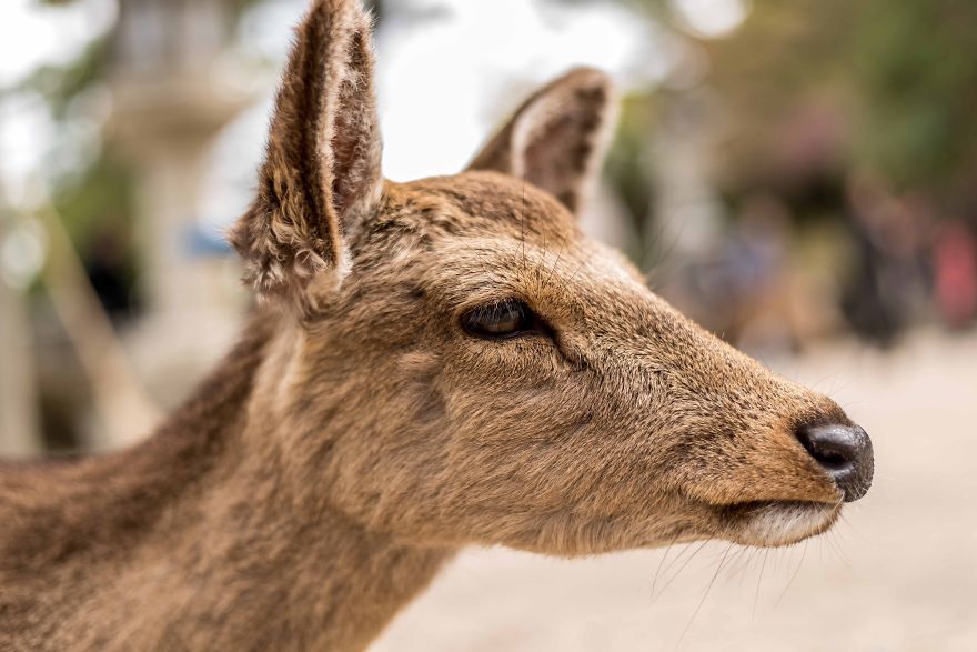 My Quick Week Through Japan