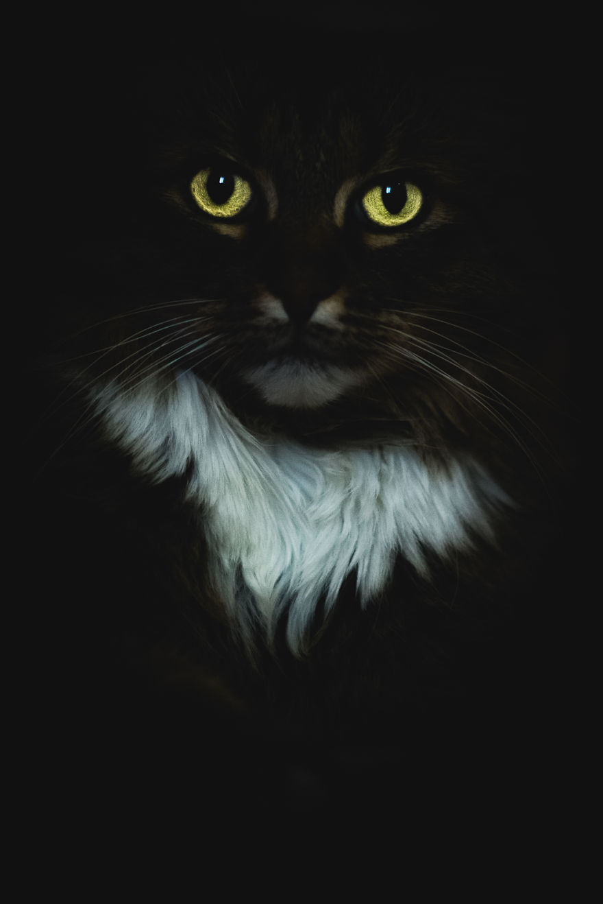 I Combined Love For Animals And Photography In These Pet Portraits