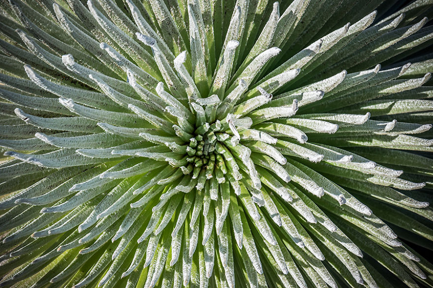 Silversword