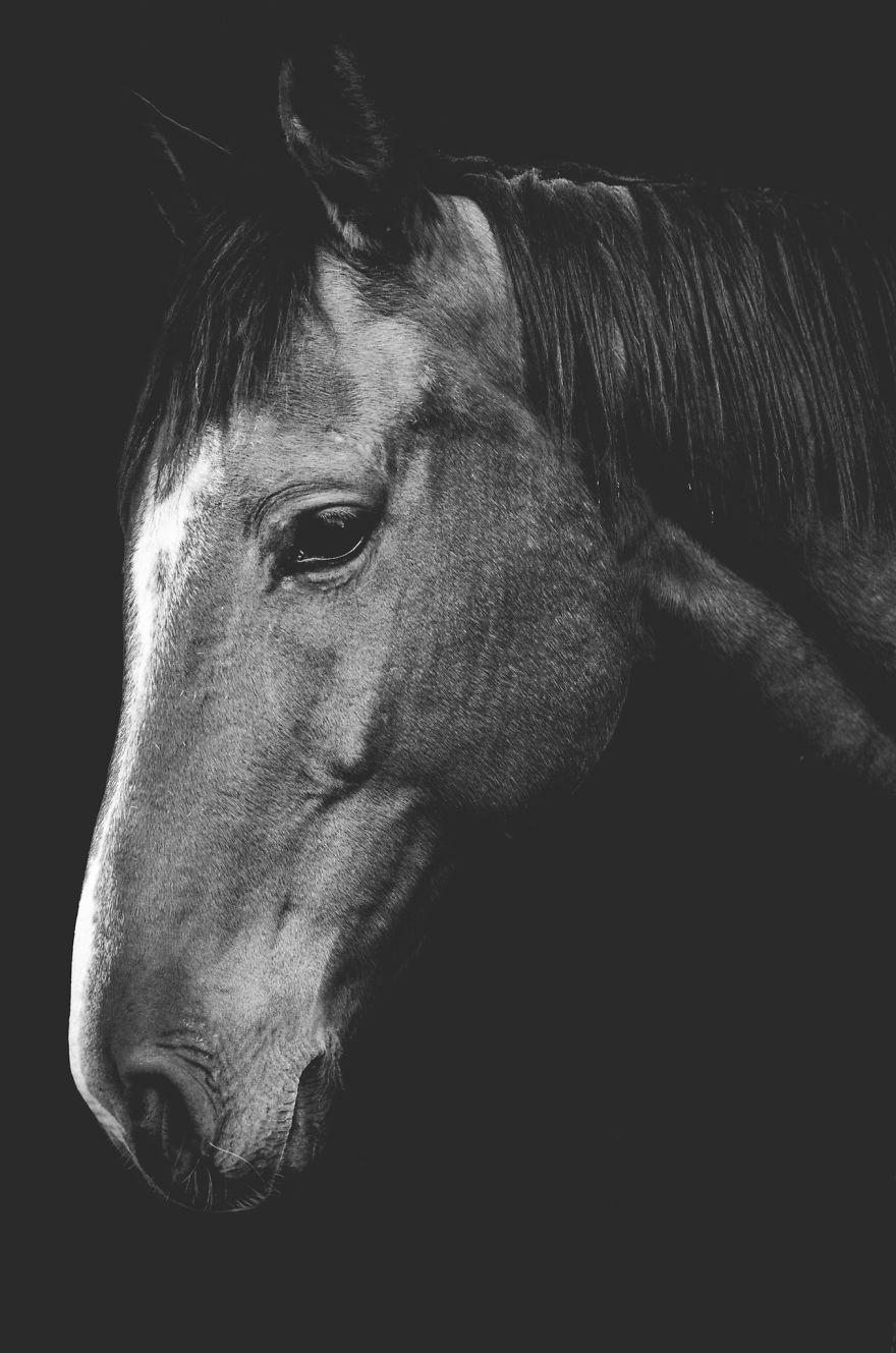 I Combined Love For Animals And Photography In These Pet Portraits