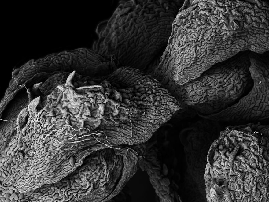 Decaying Plants I Captured With A Scanning Electron Microscope Decaying Plants I Captured With A Scanning Electron Microscope