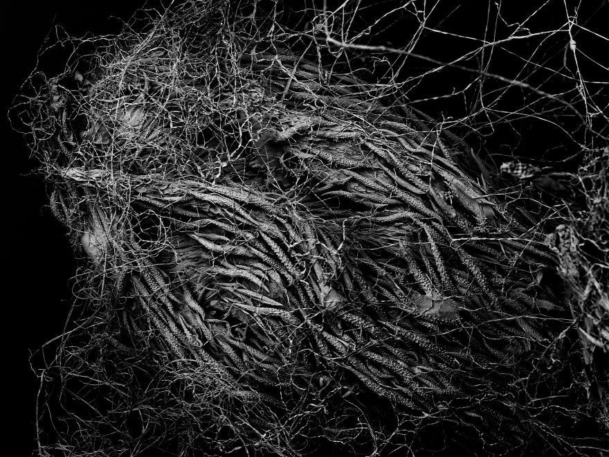 Decaying Plants I Captured With A Scanning Electron Microscope Decaying Plants I Captured With A Scanning Electron Microscope