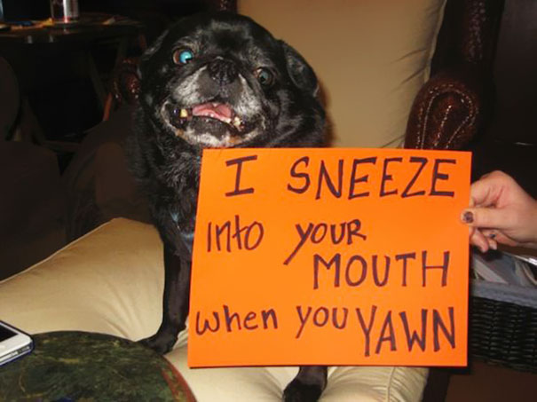 Black dog humorously shamed holding sign admitting to sneezing into people's mouths when they yawn, a*****e dogs being shamed.