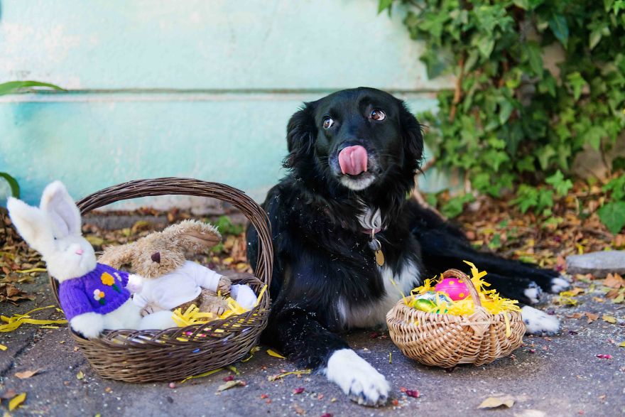 We Photographed Rescued Dogs To Celebrate Their Adoption