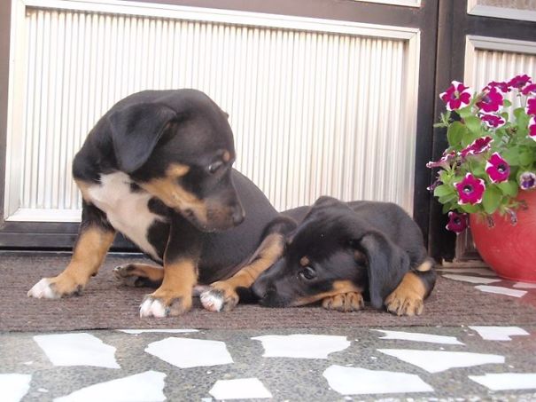 Snoopy And Jerry ❤