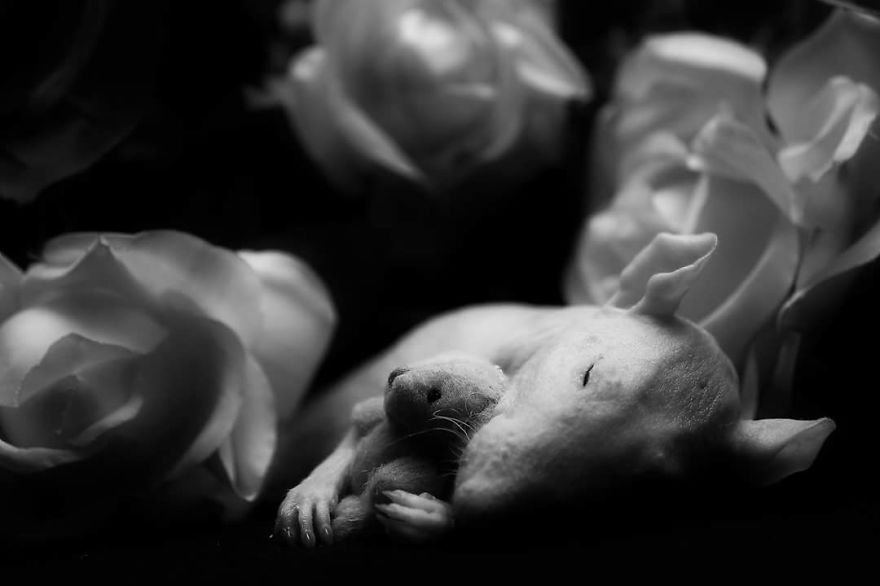 Even In Death .. Sweet