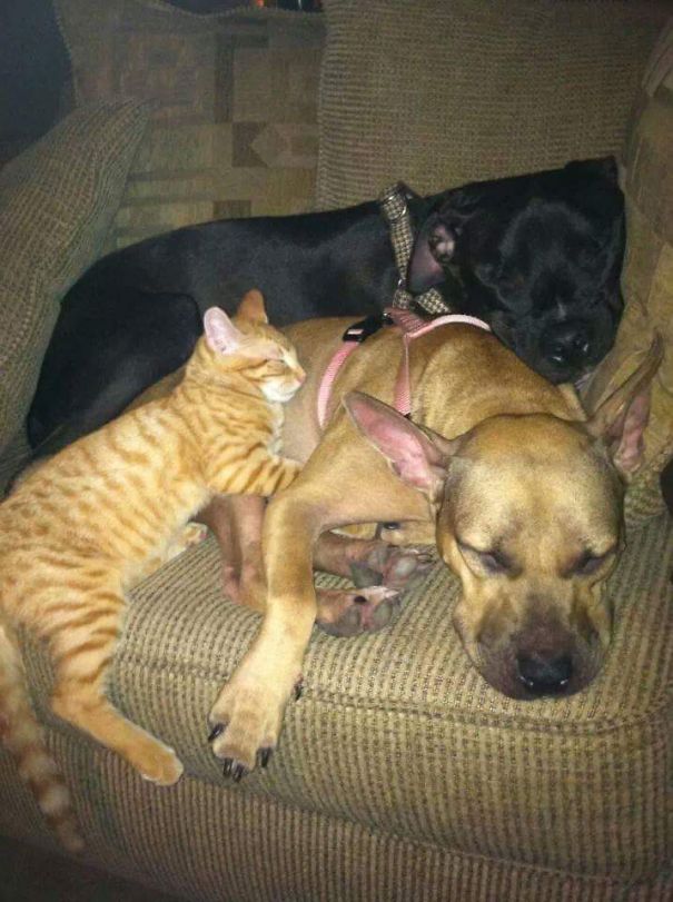 An Unlikely Pack: Henry, Daisy, And Moses