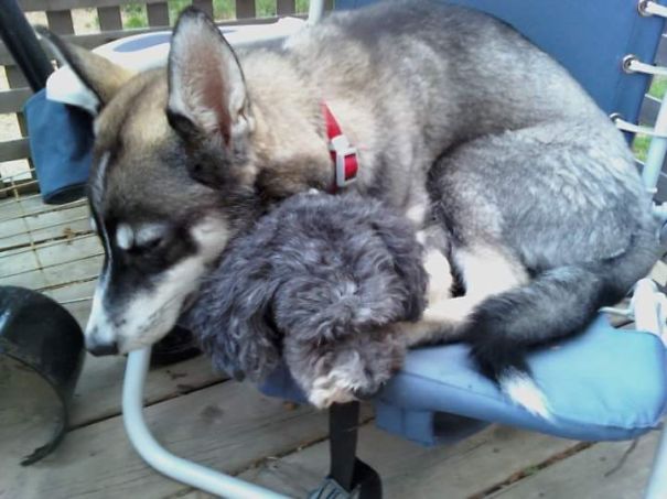 Laika Can't Be Without Her Lola