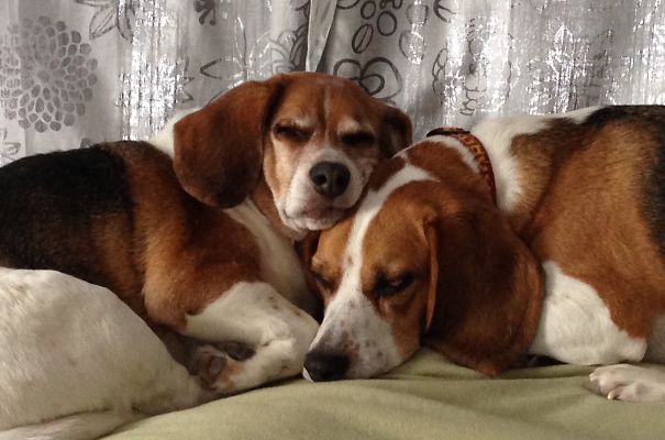 Beagle Brothers