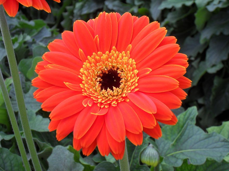 Gerbera