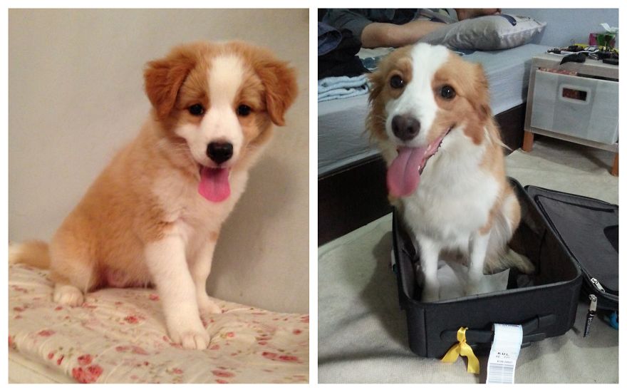 #tessathecollie 1 Year Later