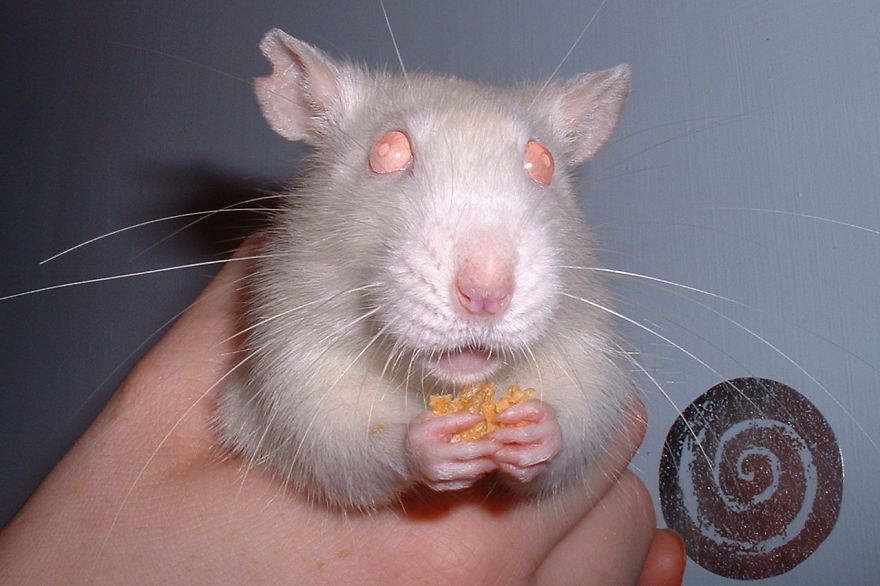 Harmony Enjoy A Cornflake