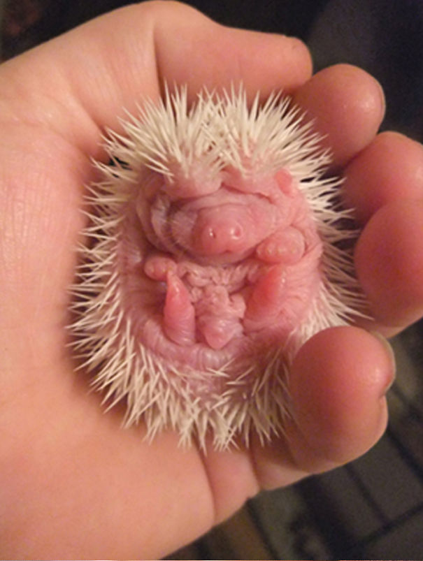 Albino African Pygmy Hedgehog