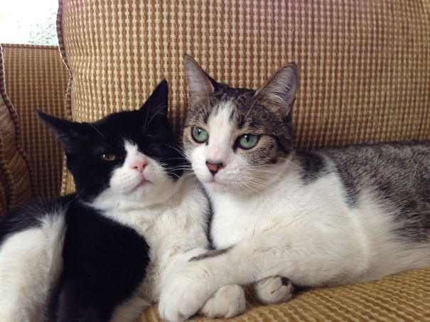 Nikola Y Tiquetrón Best Brothers From Different Mothers.