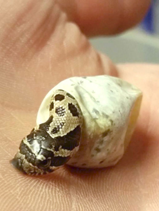 Happy Birthday Hognose Snake