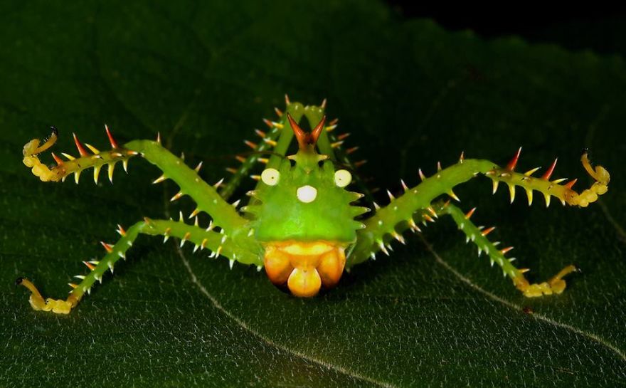 I Bet You've Never Seen Insects That Look Like This!
