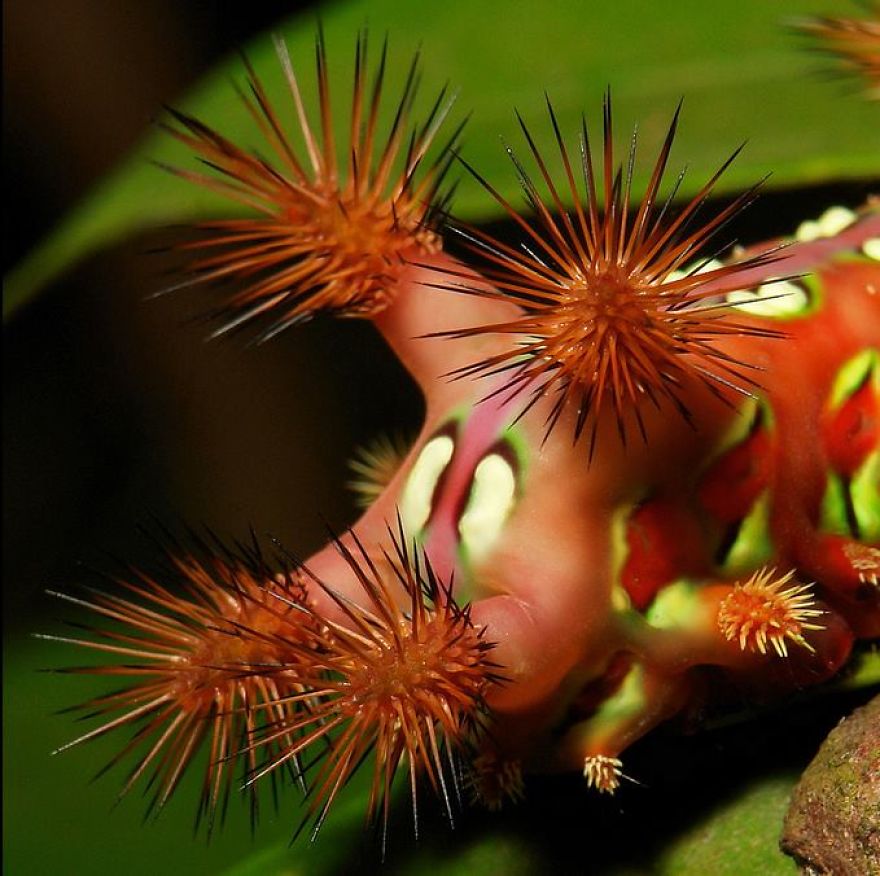 I Bet You've Never Seen Insects That Look Like This!