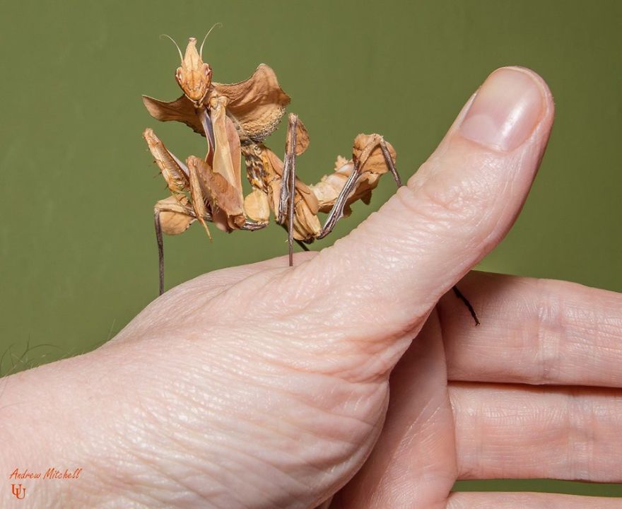 I Bet You've Never Seen Insects That Look Like This!