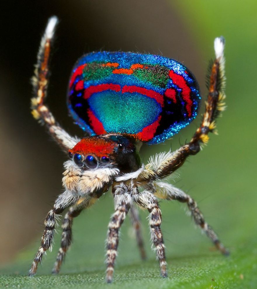 I Bet You've Never Seen Insects That Look Like This!