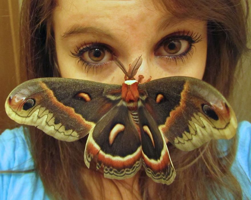 I Bet You've Never Seen Insects That Look Like This!