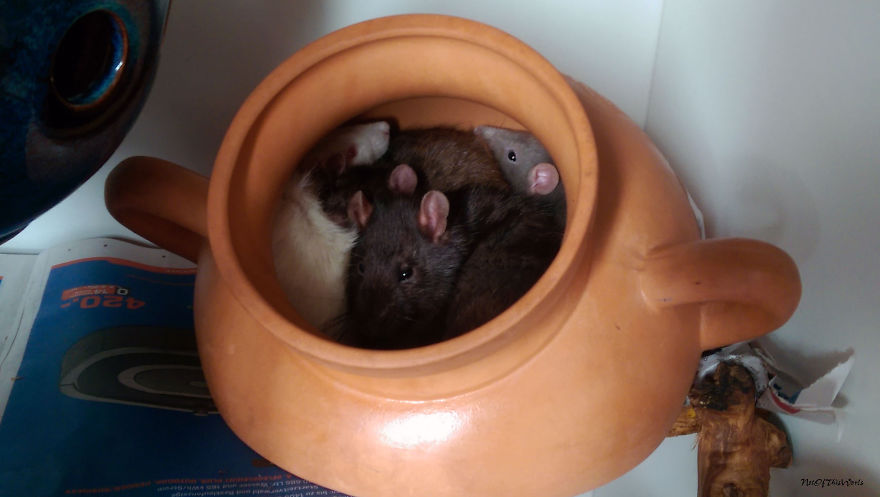 Rats In A Bottle :) /w Banshee, Willow, Ginger An Clara
