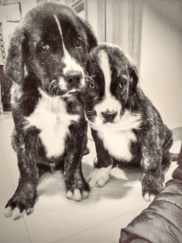 Little Richard Protects His Sister Ester