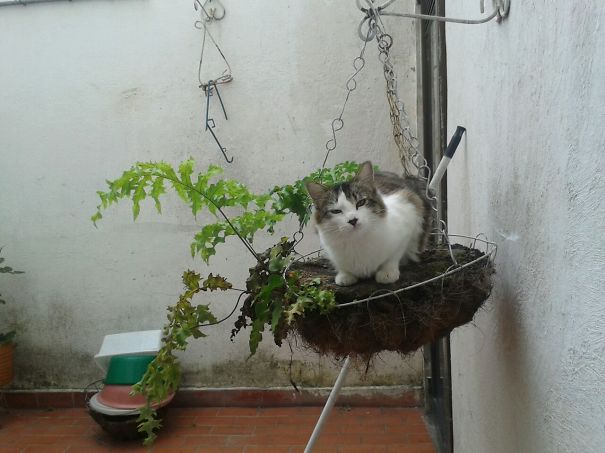 Panthro Enjoys Heights From Grandma's Pot!